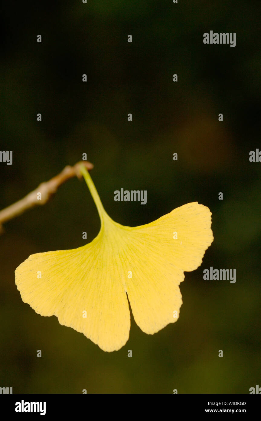Foglie di autunno di maidenhair tree Ginkgo biloba Foto Stock