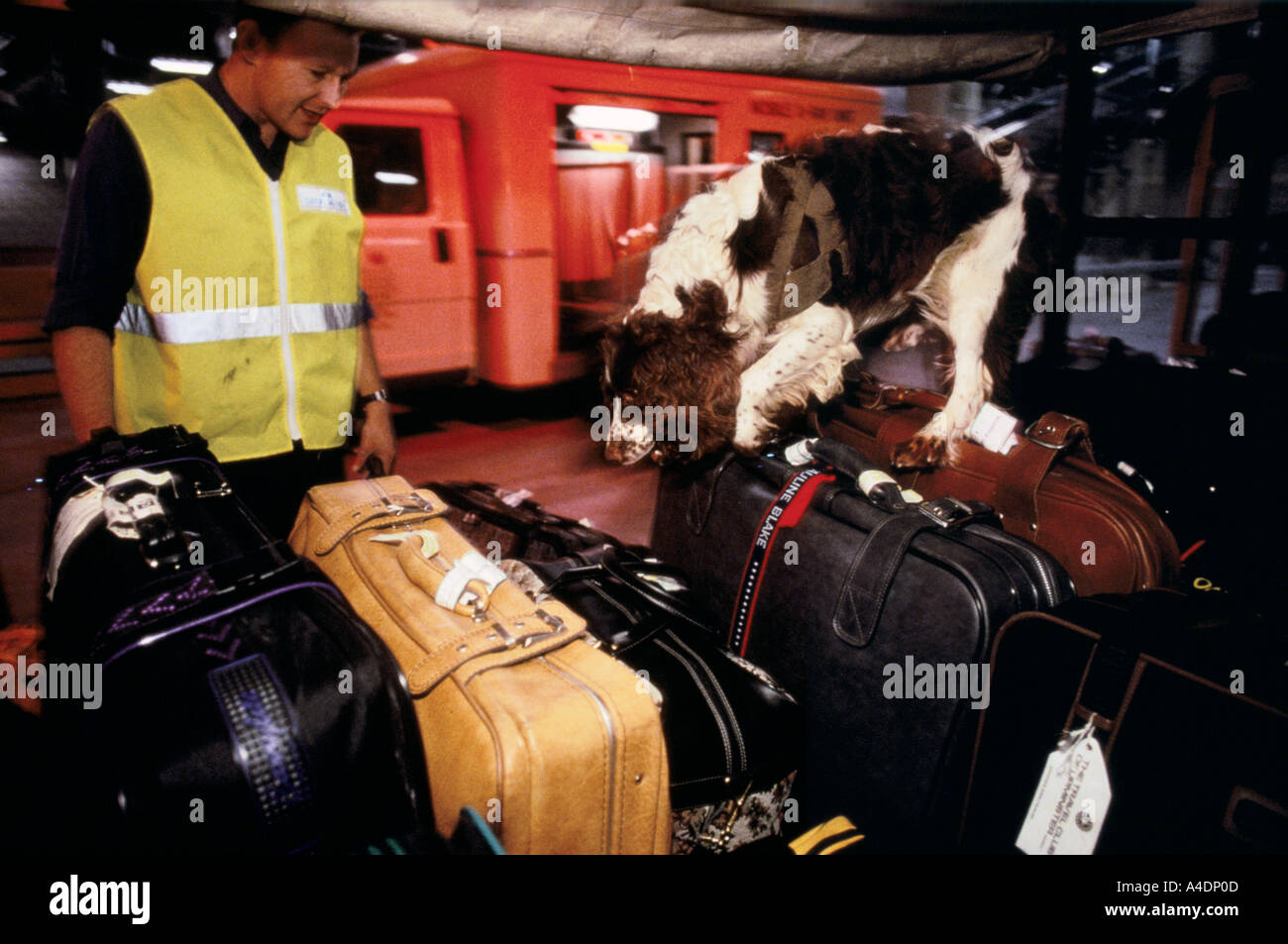Un funzionario doganale con un cane ricerca bagagli in arrivo all'Aeroporto di Stansted Foto Stock