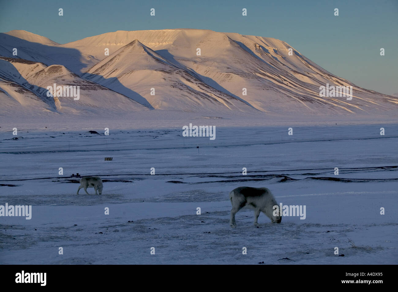 La renna curiosando nel ghiaccio in Svalbard, Norvegia. Foto Stock