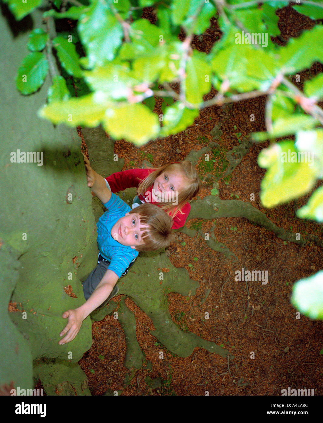 Bambini cercando tree Foto Stock