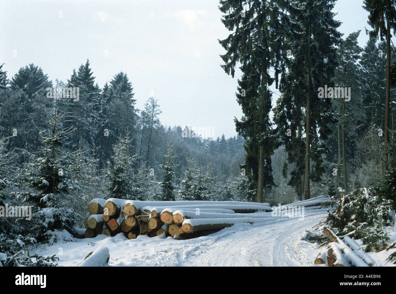 Inverno nella foresta bavarese Foto Stock