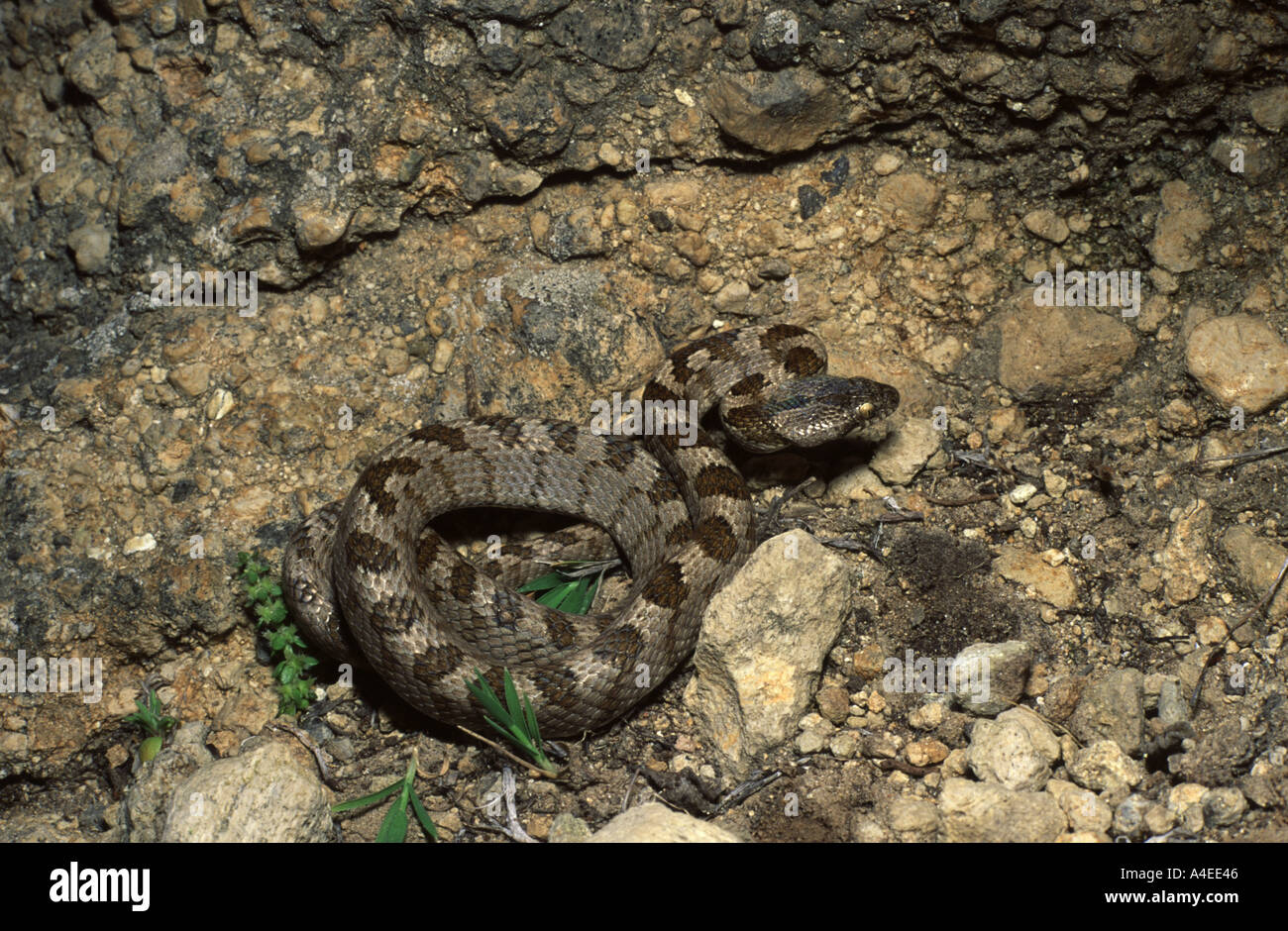 CAT SNAKE Telescopus fallax GRECIA Foto Stock