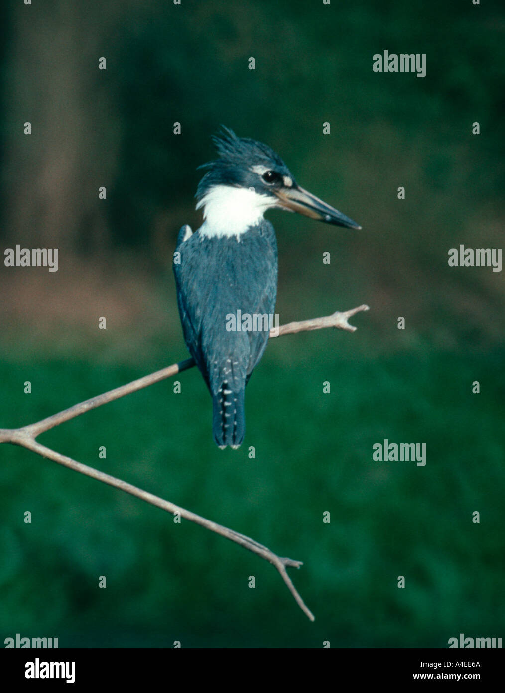 Di inanellare kingfisher Ceryle torquata Martim pescador grande Pantanal del nord del Brasile Foto Stock