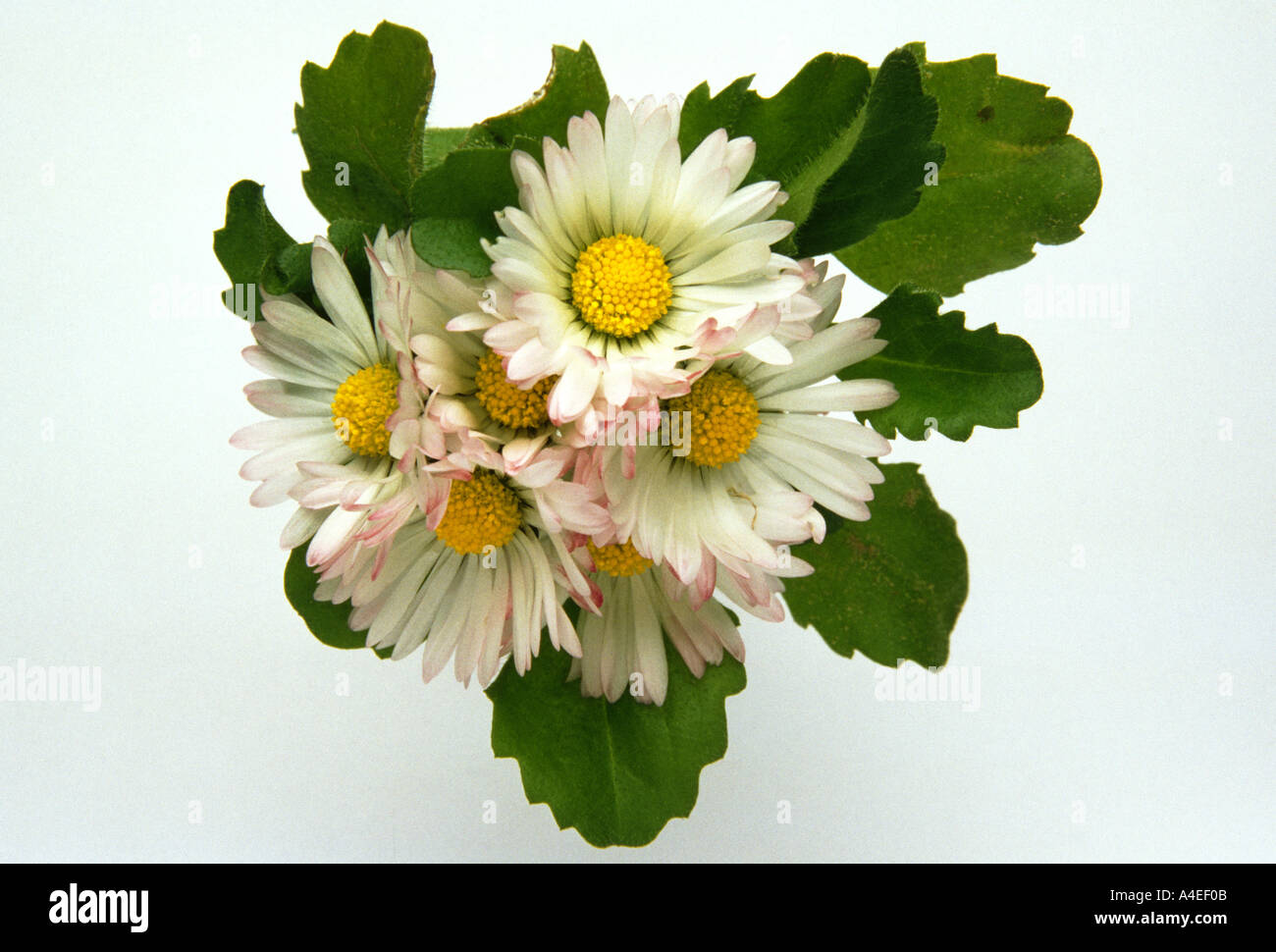 Pianta medicinale mazzetto di Margherita Bellis perennis Foto Stock