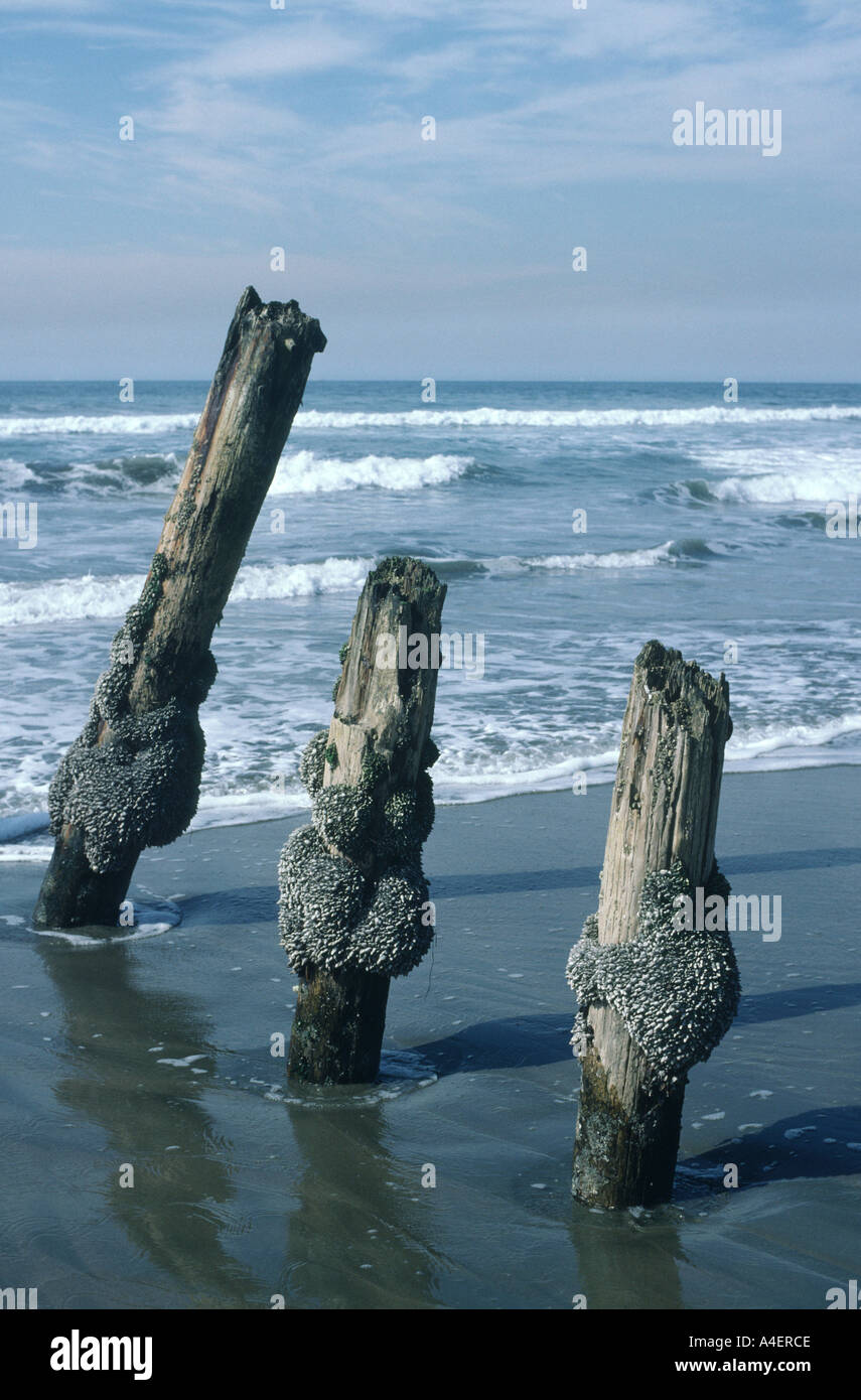 19081 cirripedi su palificazioni Ocean Beach San Francisco California USA Foto Stock
