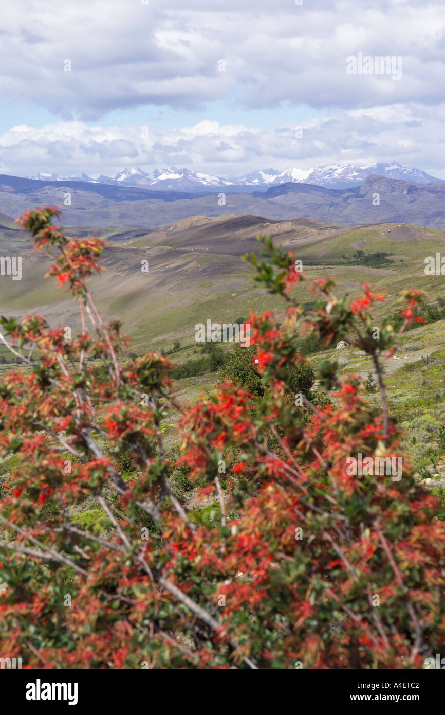 Notro Ciruelillo cileno arbusto Firewheel nel Parco Nazionale Torres del Paine Parque Nacional Torres Del Paine de Cile Foto Stock