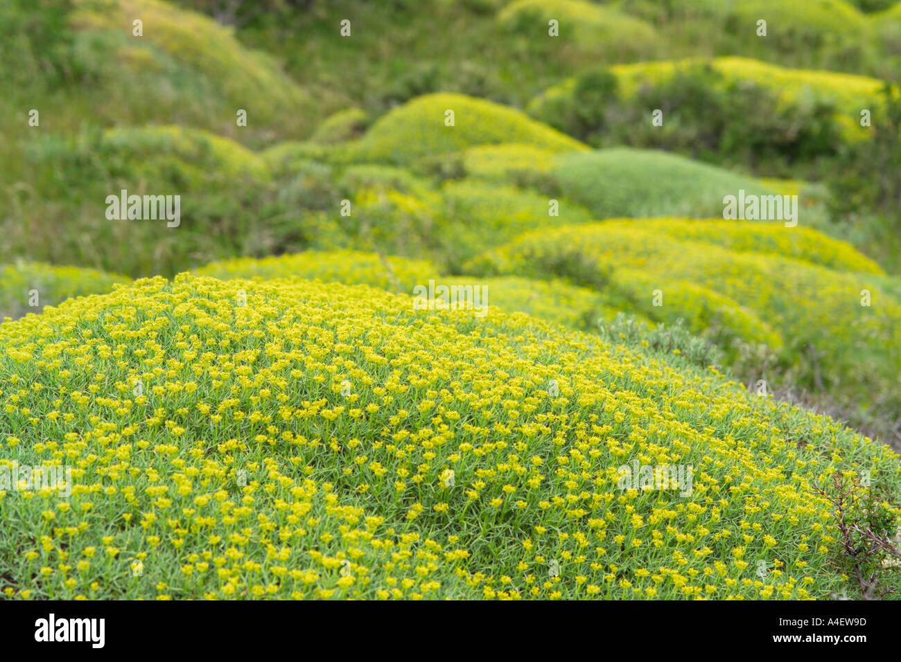 Giallo impianto cileno nel Parco Nazionale Torres del Paine Parque Nacional Torres Del Paine de Cile Foto Stock