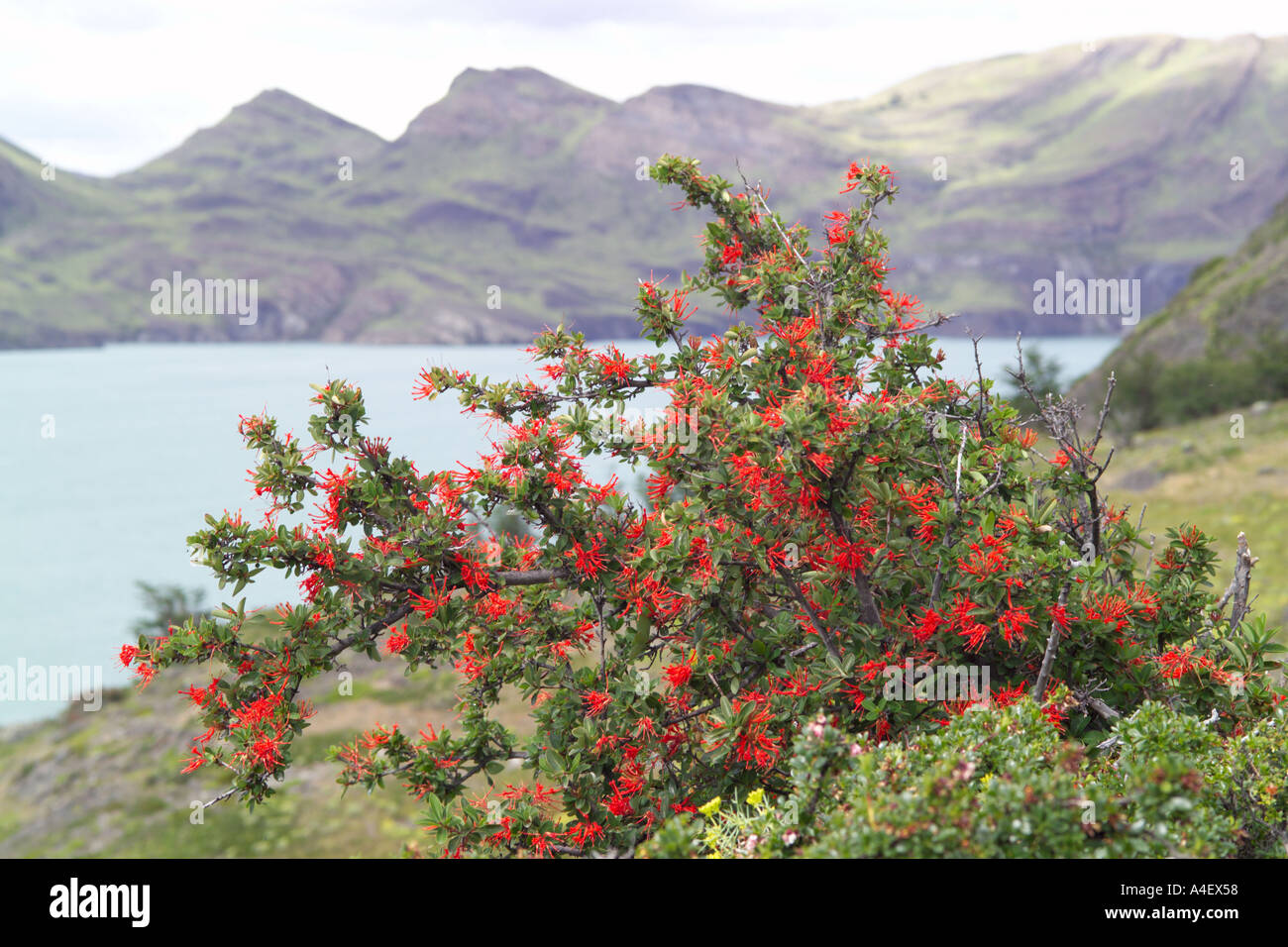 Notro Ciruelillo cileno arbusto Firewheel nel Parco Nazionale Torres del Paine Parque Nacional Torres Del Paine de Cile Foto Stock