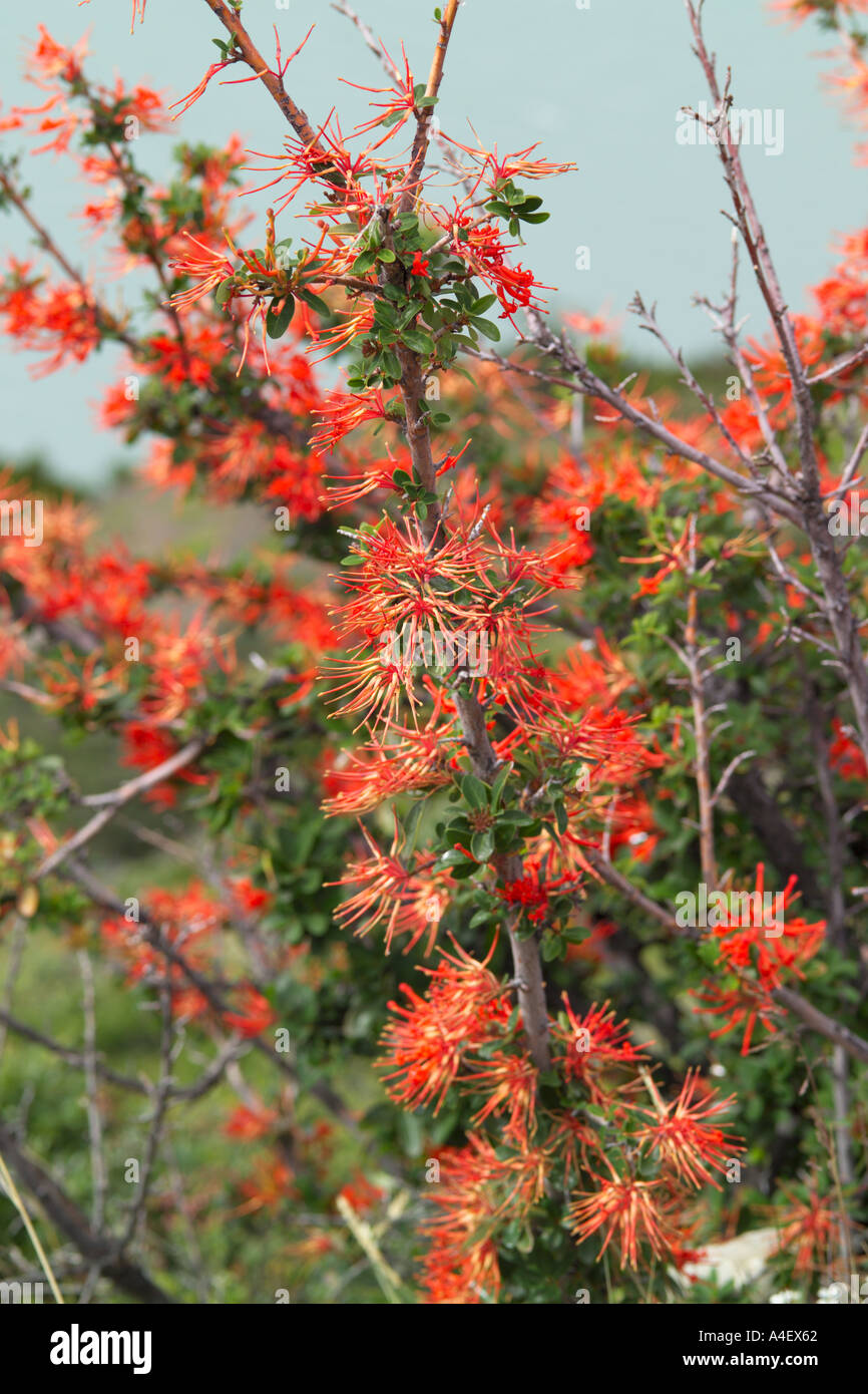 Notro Ciruelillo cileno arbusto Firewheel nel Parco Nazionale Torres del Paine Parque Nacional Torres Del Paine de Cile Foto Stock