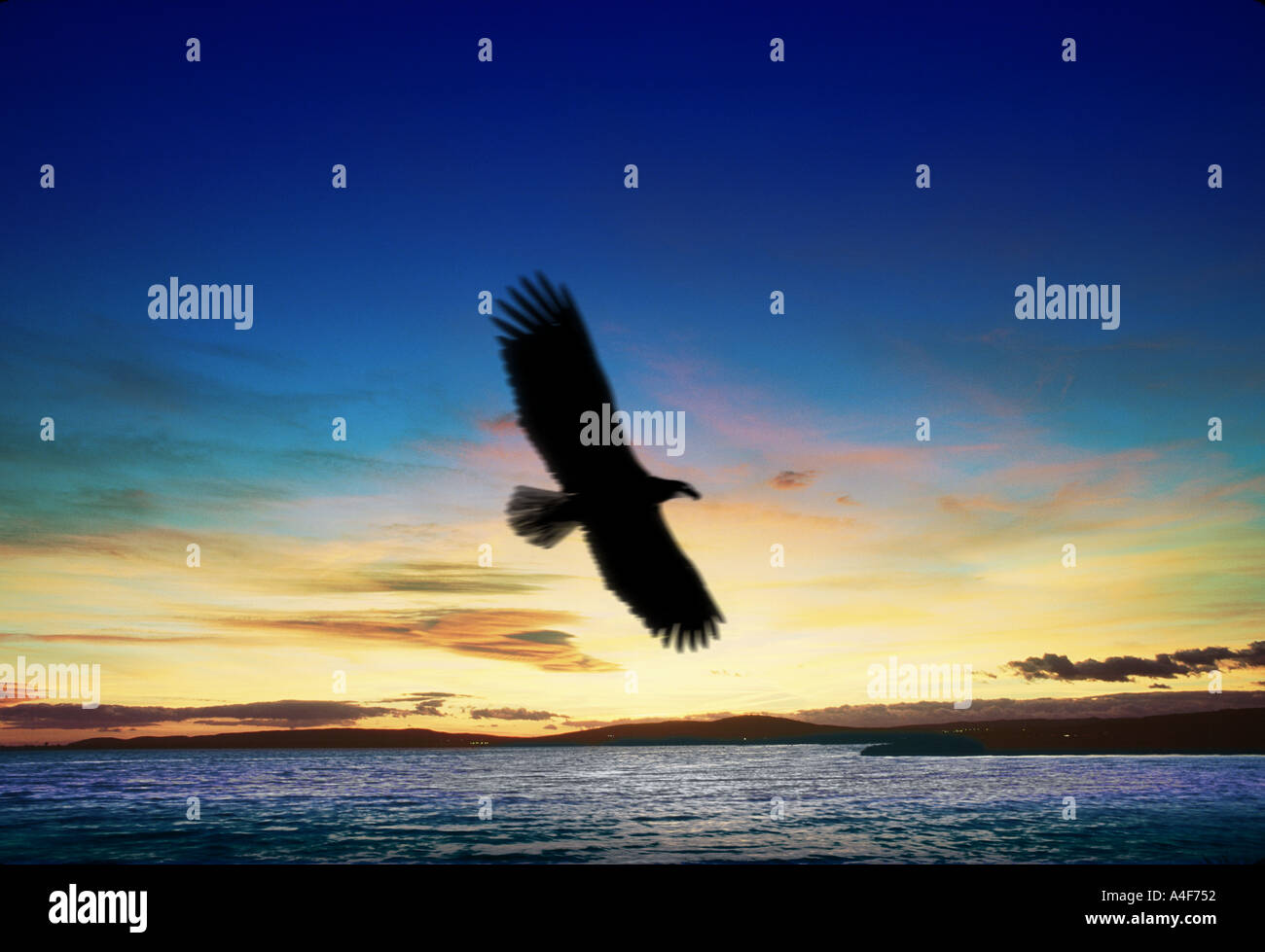 Eagle sorvolando un lago Foto Stock