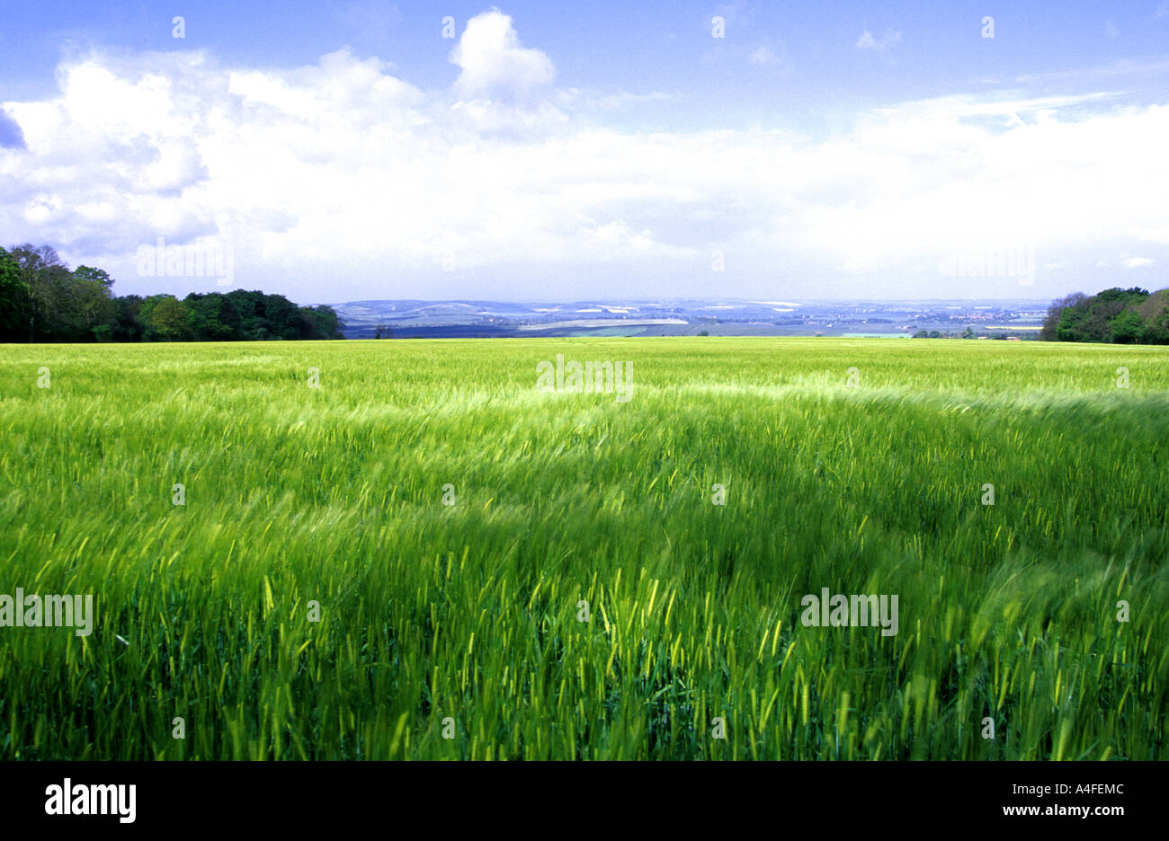 Campo di grano in Oxfordshire Inghilterra Foto Stock
