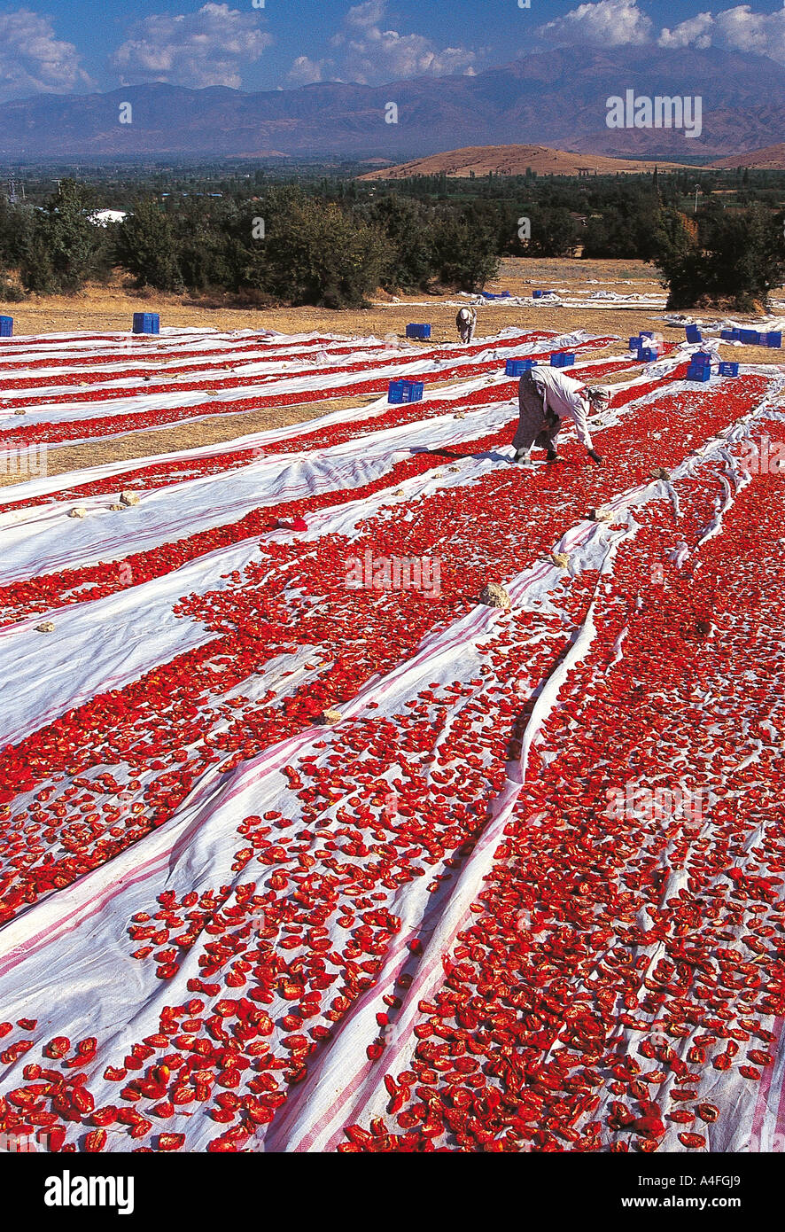 Essiccamento al sole i pomodori in Menderes alluvionale del fiume agricoltura campi, Izmir. Foto Stock