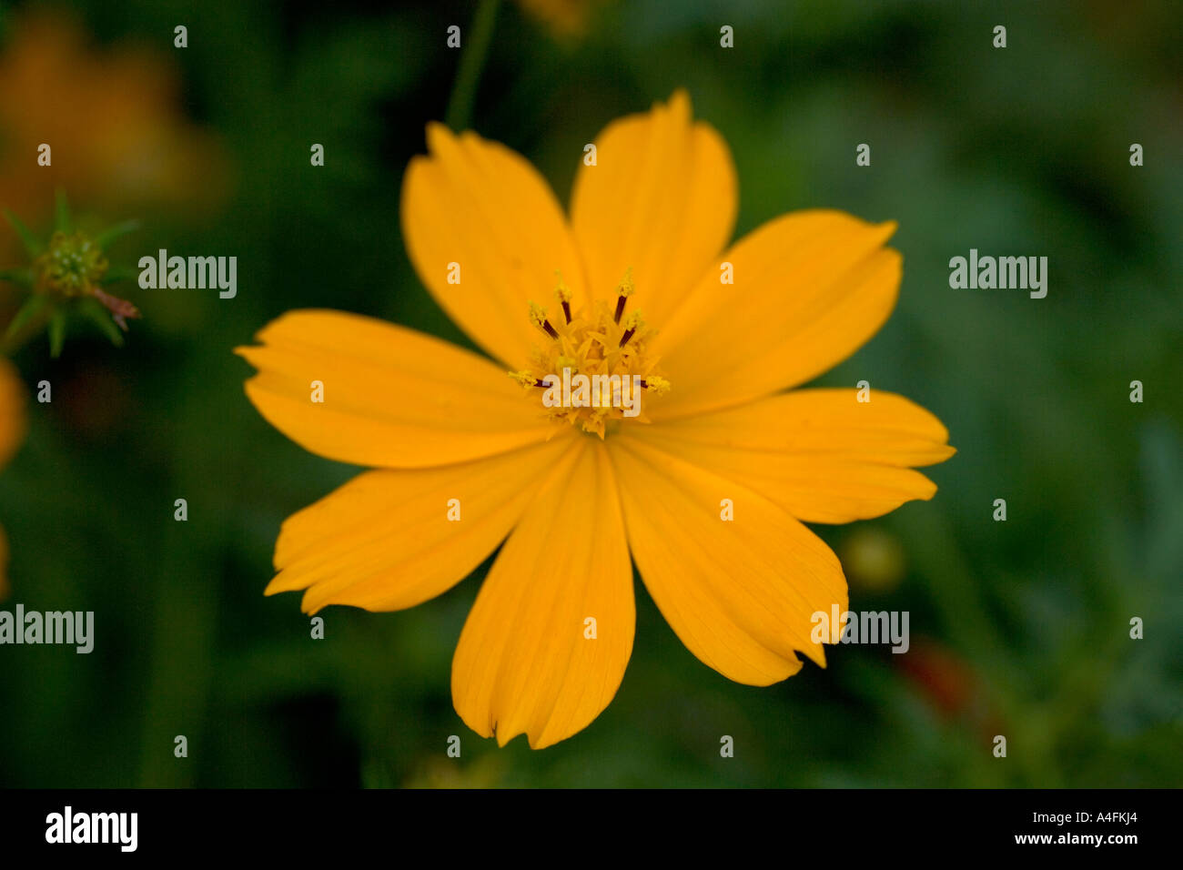 Flower Garden Chiang Mai Thailandia Foto Stock