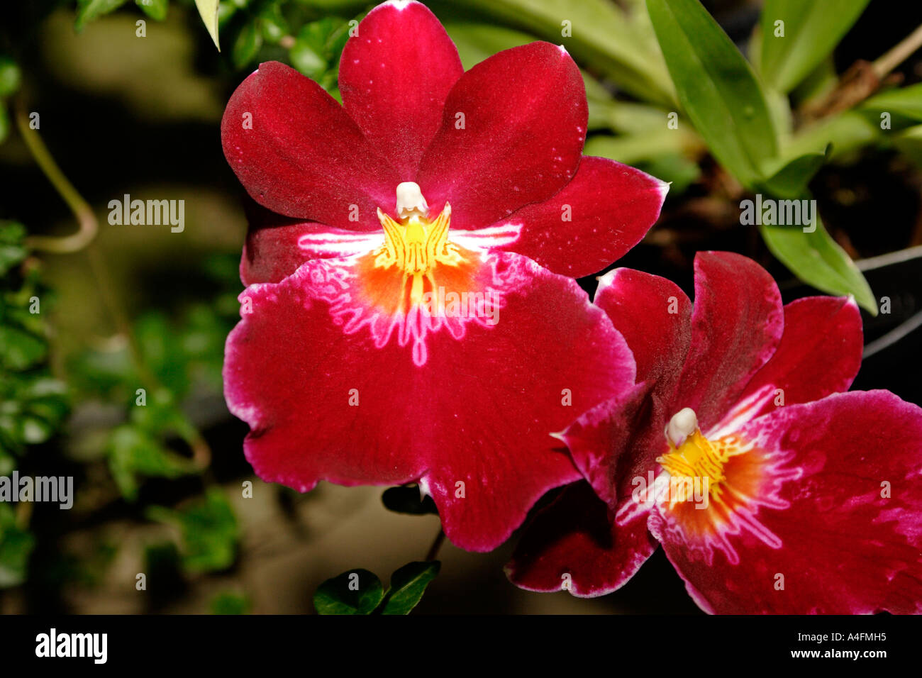 Orchidea in fiore Foto Stock
