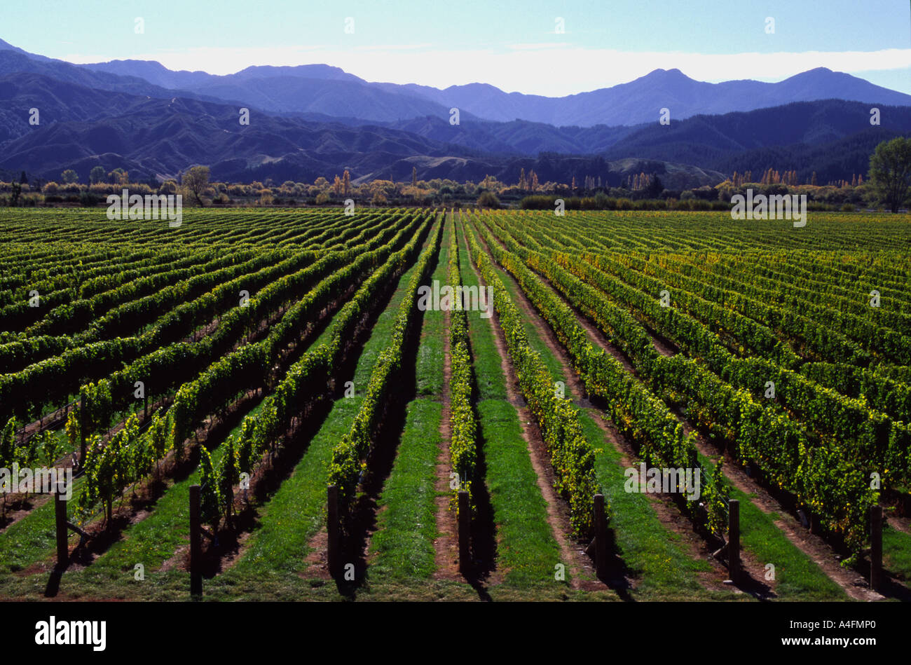 Wairau River Valley, Nuova Zelanda Foto Stock