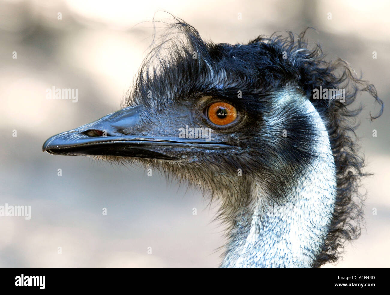 testa del Emu Foto Stock