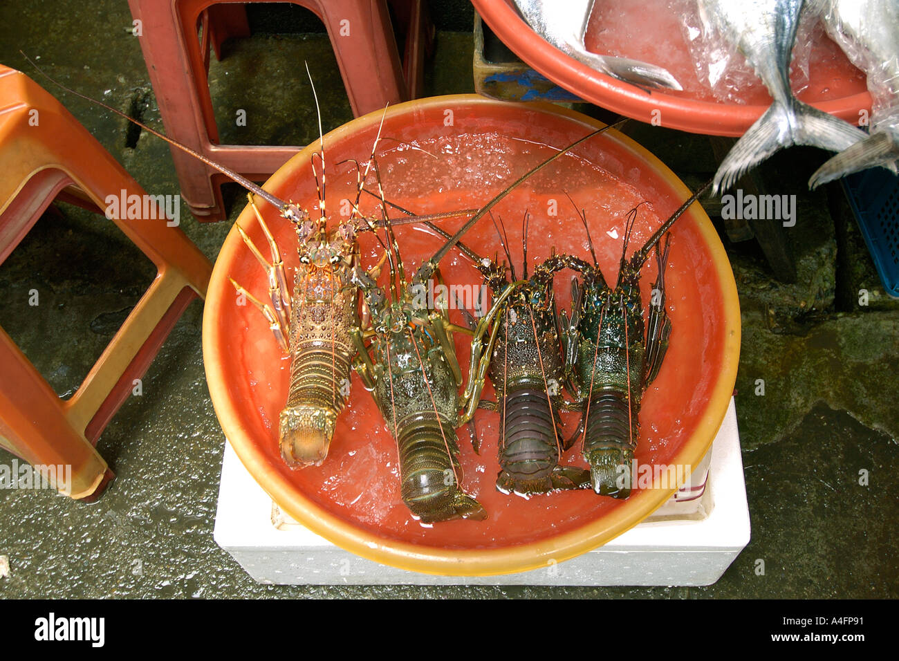 Aragosta fresca Nanfang ao mercato del pesce Suao Taipei Taiwan Repubblica popolare di Cina Foto Stock