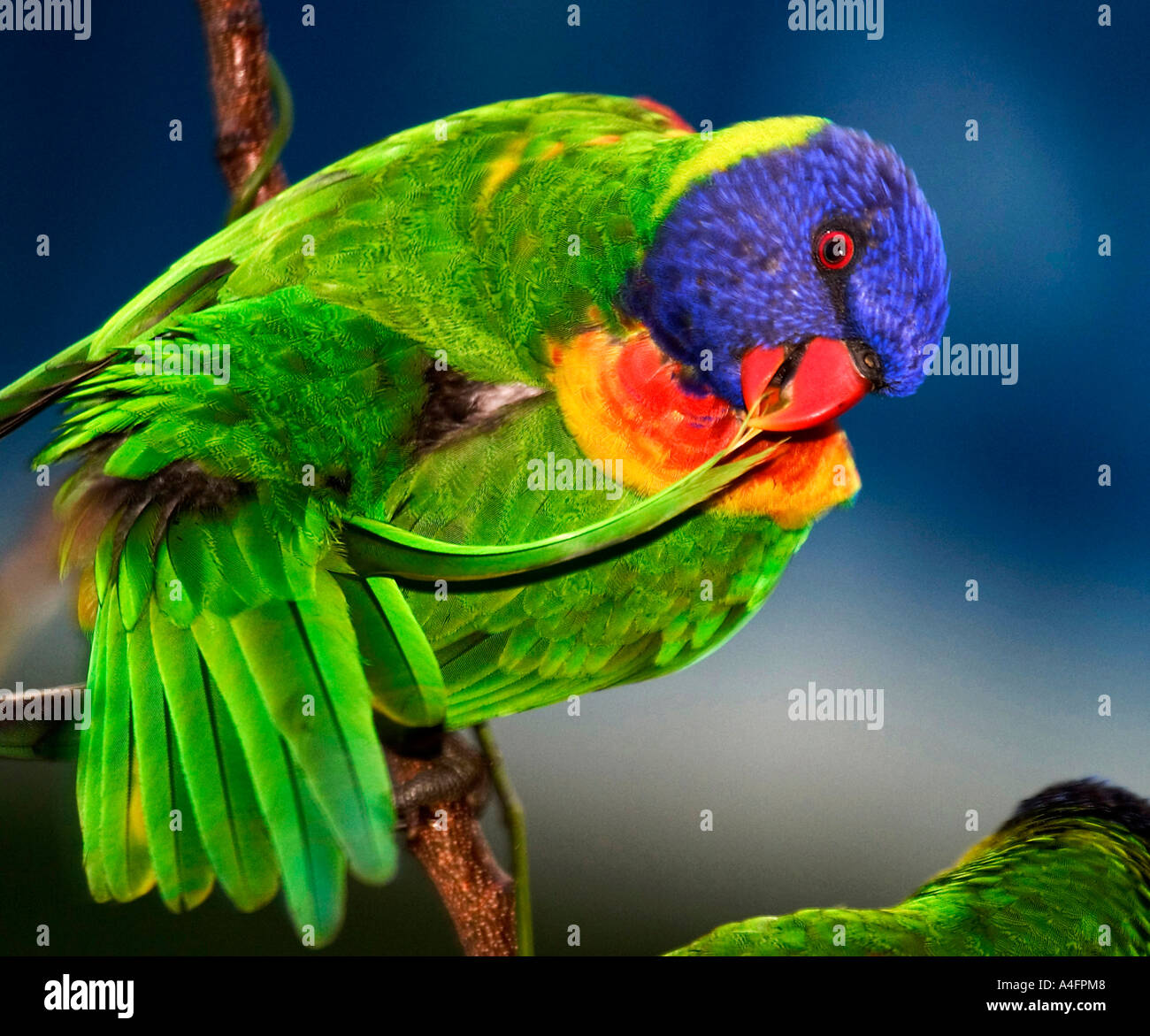 Pappagallo australiano preening Rainbow Lorikeet Foto Stock