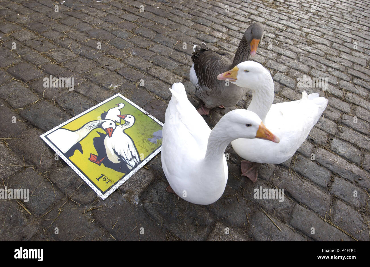 Oche nel cortile in ciottoli di Hackney City Farm Londra ammirare la Royal Mail s ultima emissione di francobolli Foto Stock