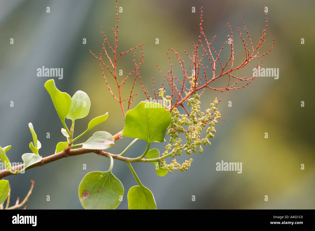 Dock cespuglioso Rumex lunaria La Gomera Foto Stock