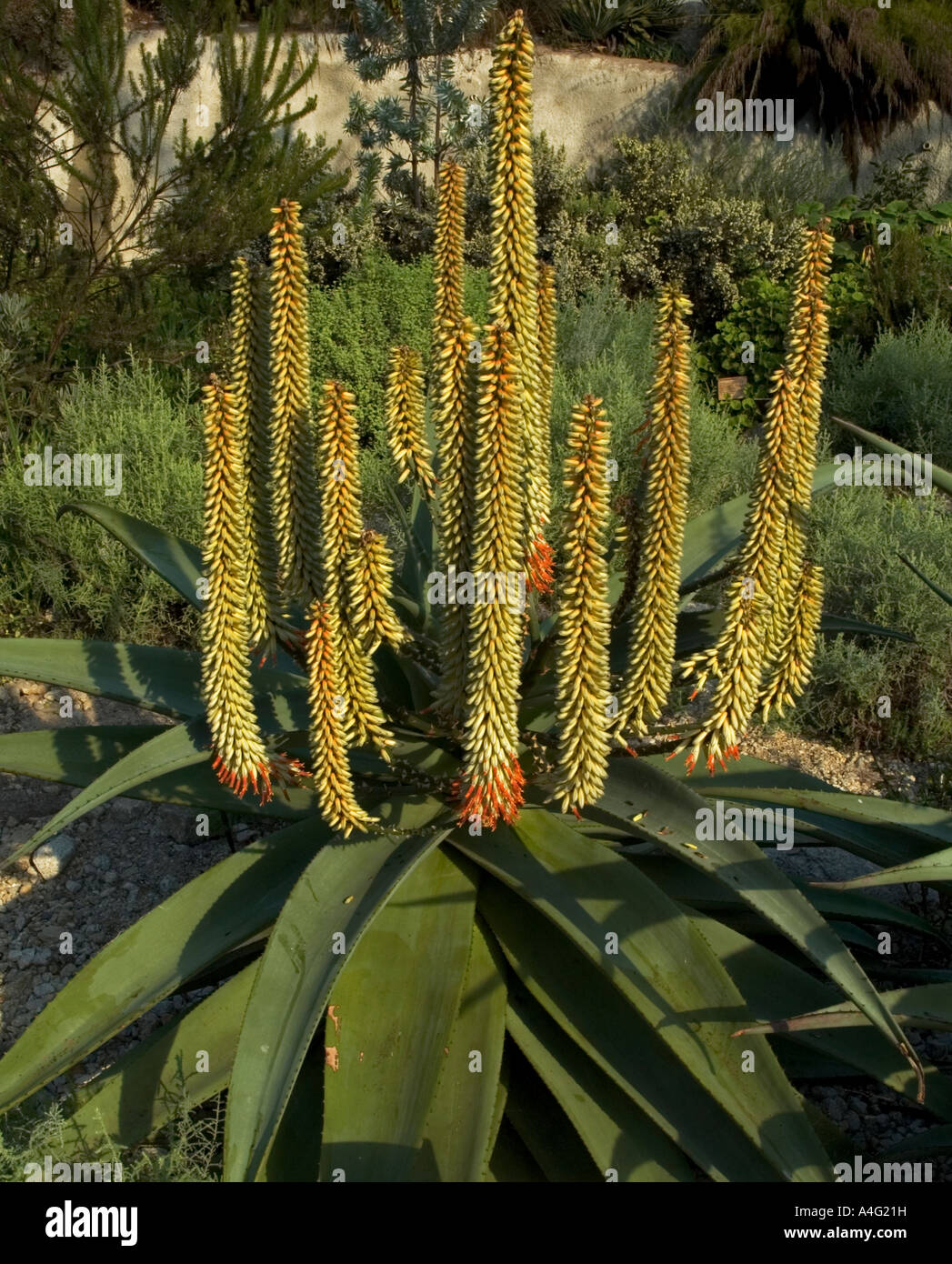 Cape aloe ( aloaceae aloe ferox ) succulant impianto, nella calda temperat biome all'eden project in Cornovaglia,Inghilterra Foto Stock