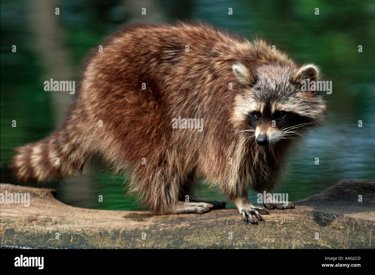 Waschbaer Procione lotor Raccoon america europa animali mammiferi belve Kleinbaeren lato esterno adulto permanente Foto Stock