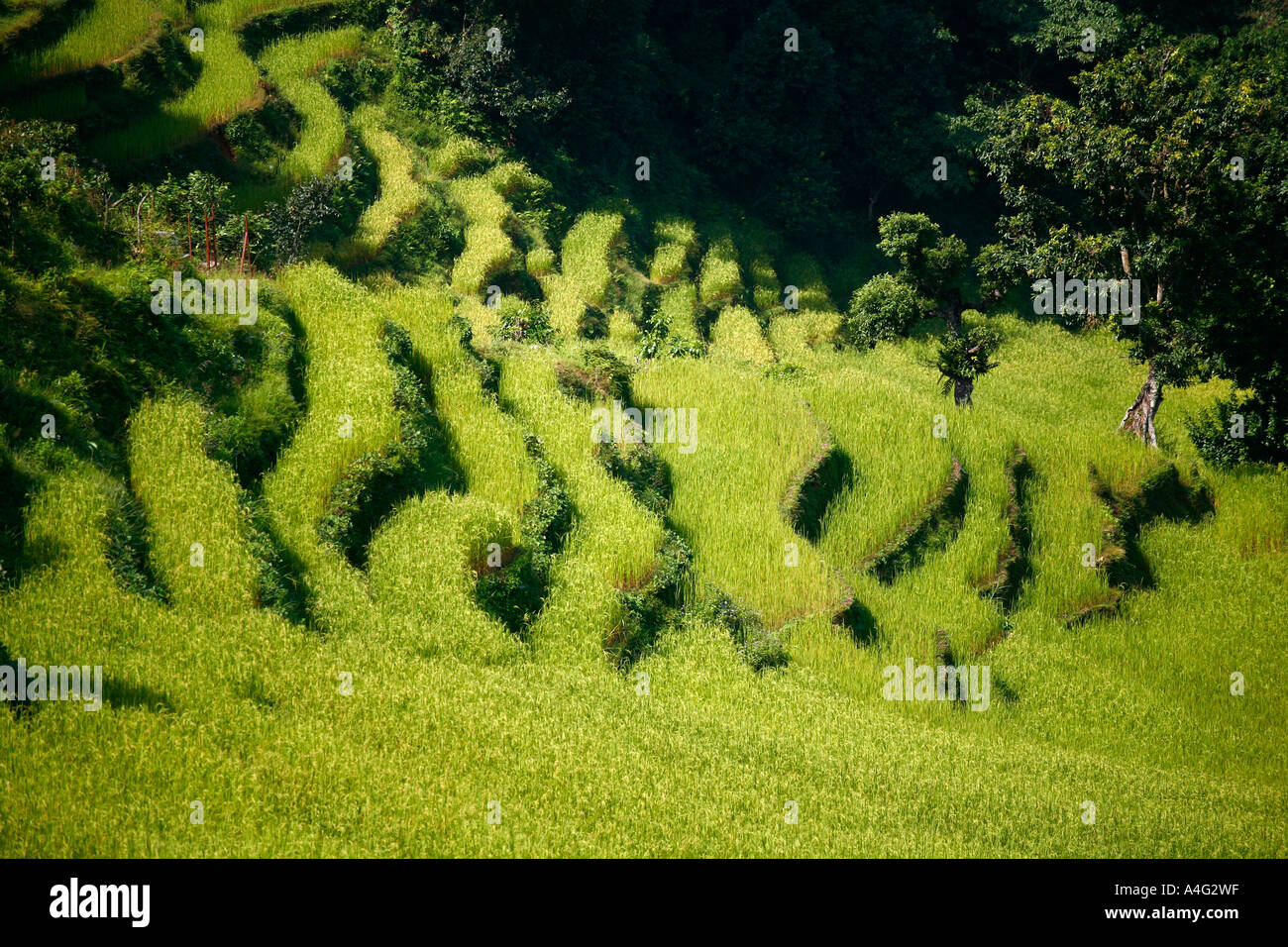 Campo di riso nepal Foto Stock