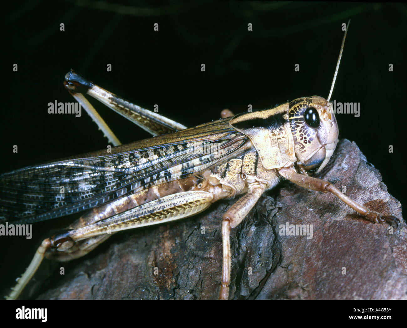 Locust mantenuto in pet shop per la vendita come cibo vivo per taluni tipi di lucertole, serpenti o anfibio. Foto Stock