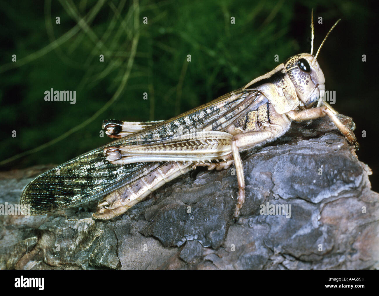 Locust mantenuto in pet shop per la vendita come cibo vivo per taluni tipi di lucertole, serpenti o anfibio. Foto Stock