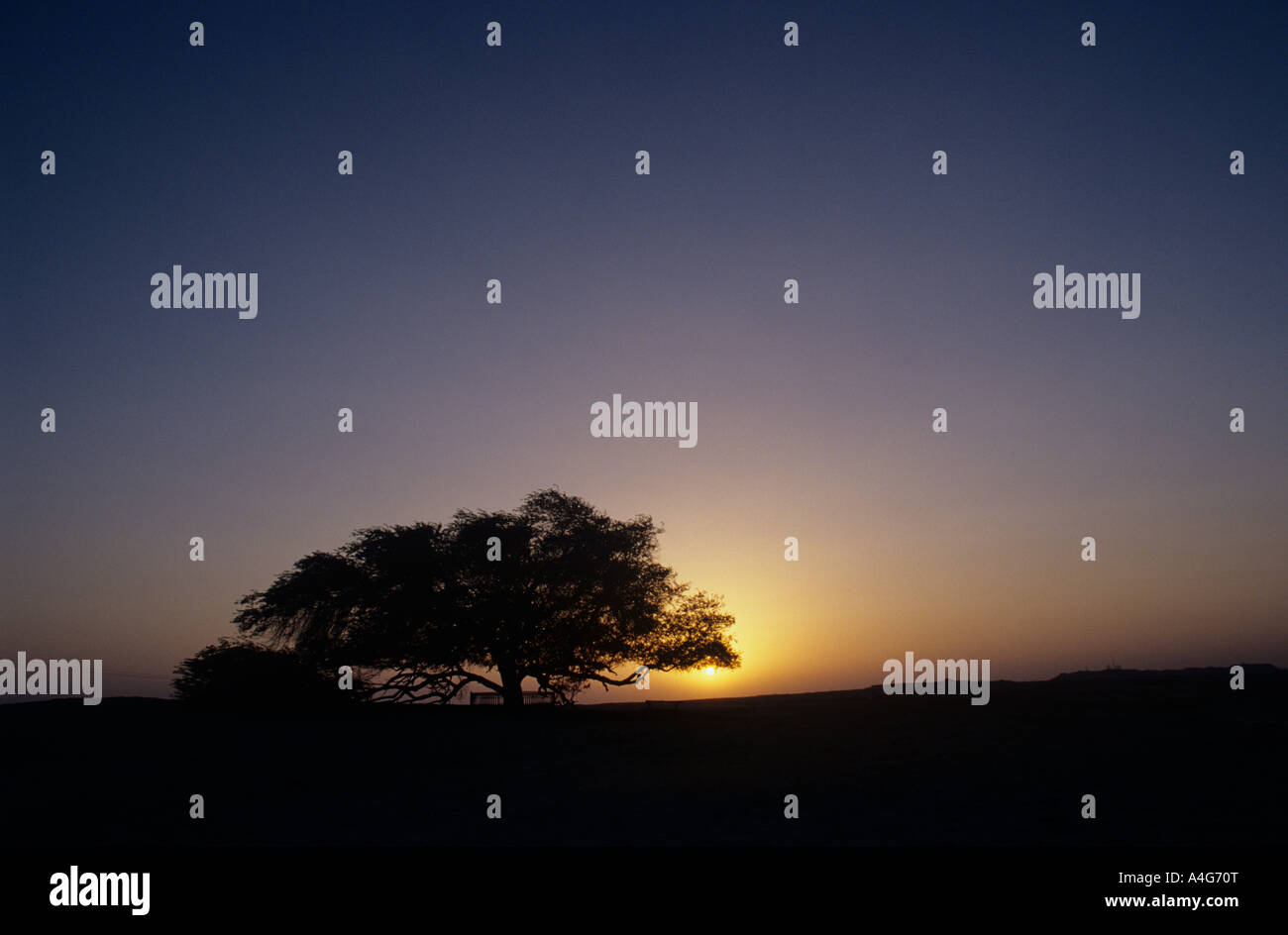 L'Albero della Vita (Shajarat-al-Hayat) in Bahrain è un 9,75 metri (32 piedi) alta Prosopis cineraria albero che è di oltre 400 anni. Foto Stock