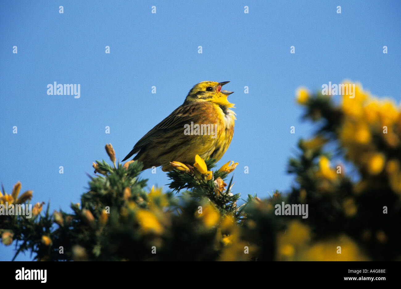 Maschio di zigolo giallo a cantare da ginestre bush Foto Stock