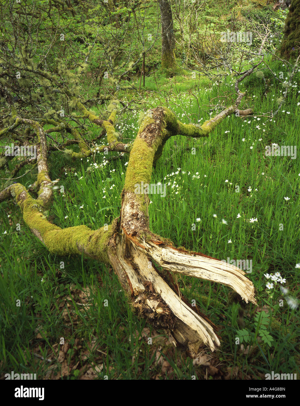 Ramo caduto nel bosco, Glen Feochan, Kilmore, Oban, Argyll Foto Stock