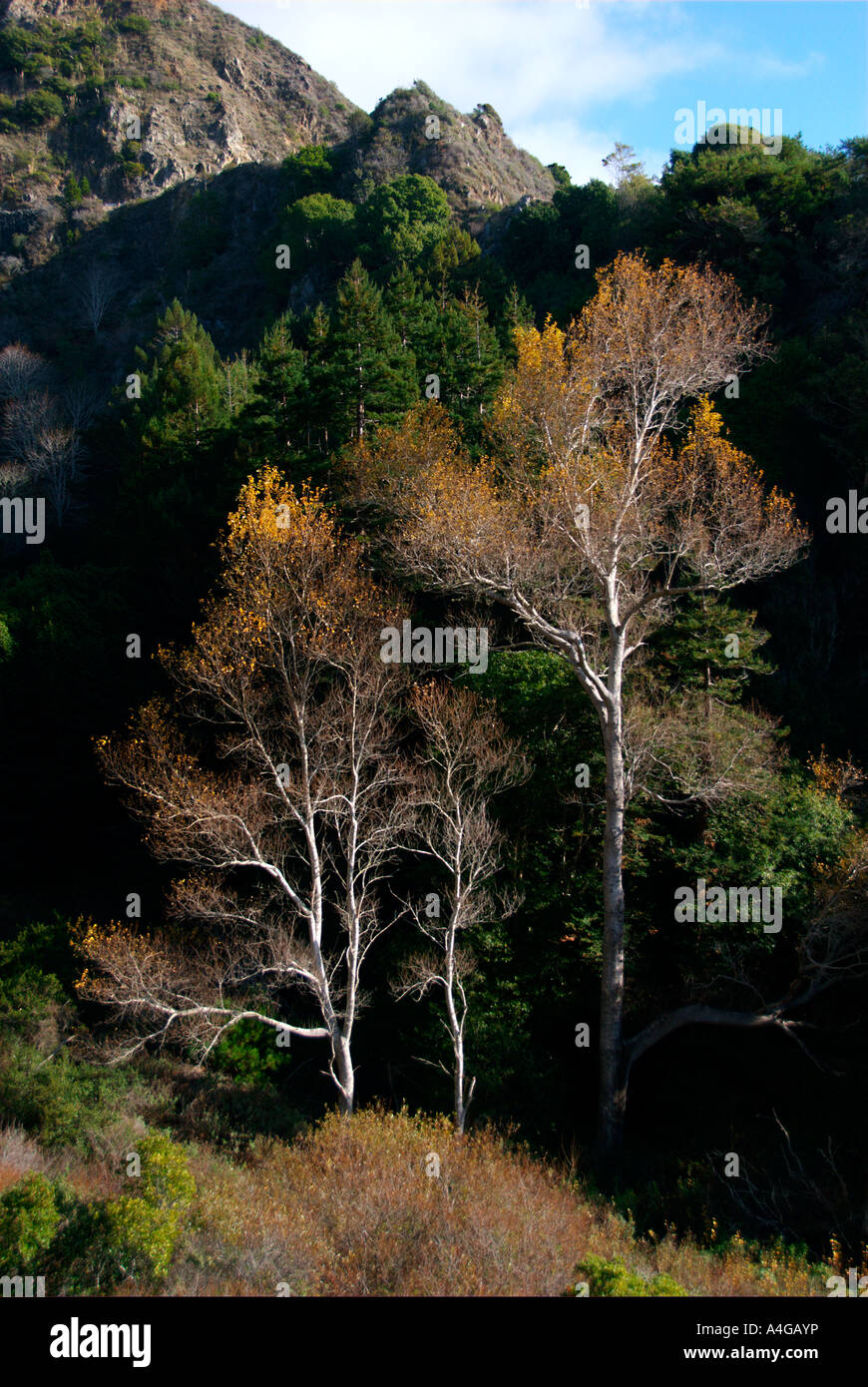 Paesaggio di Big Sur Foto Stock