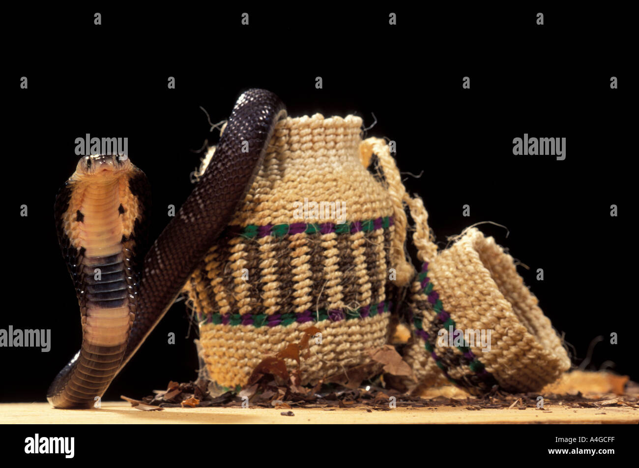 Rettile Monocled Cobra Naja naja kaouthia in basket Asia se Foto Stock