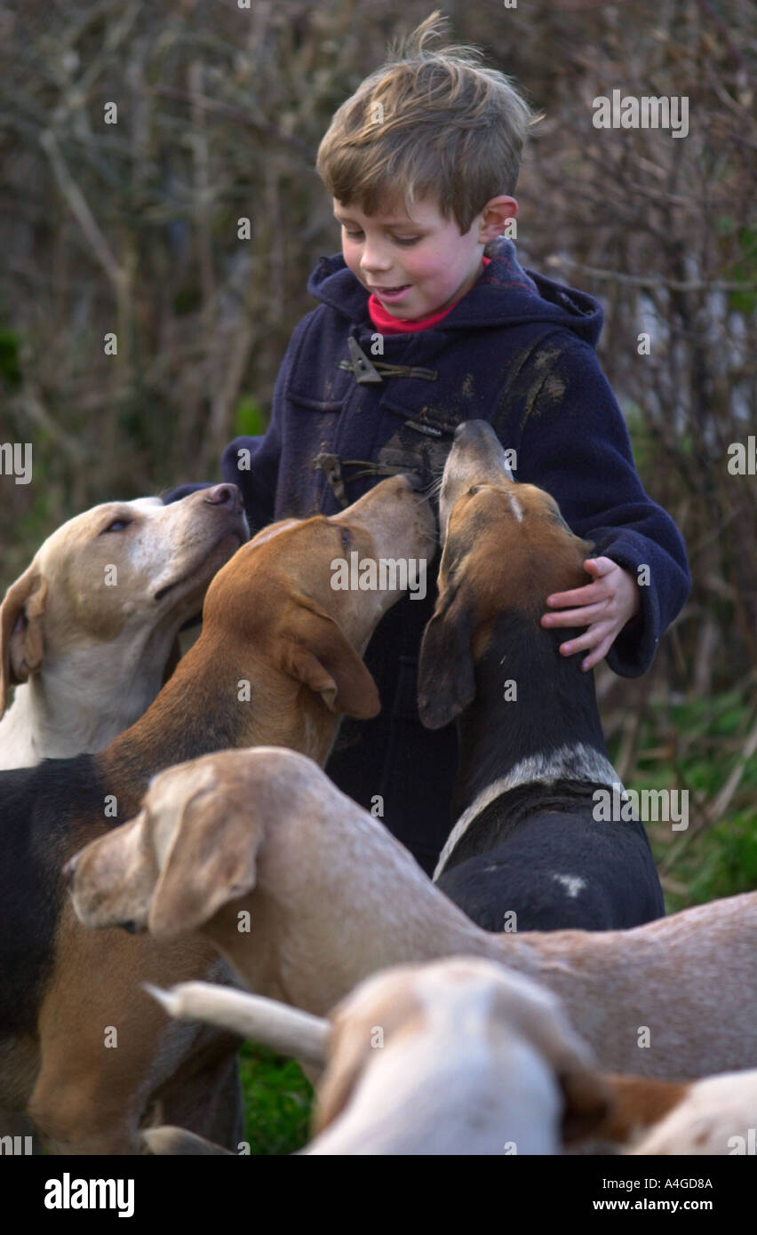 Una caccia seguenti BOY GIOCA CON IL BEAUFORT HOUNDS REGNO UNITO Foto Stock