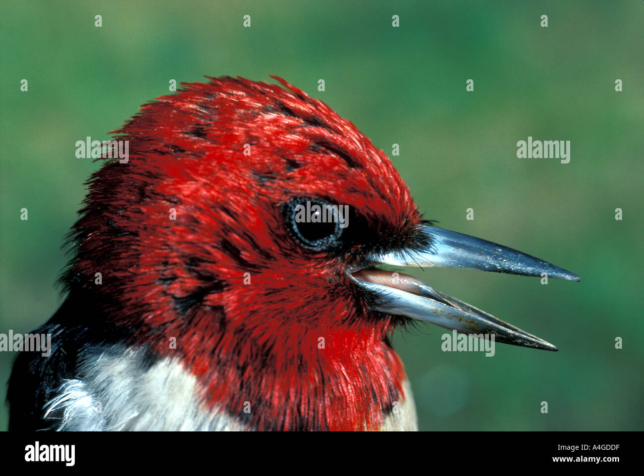 Picchio uccello con testa rossa Foto Stock