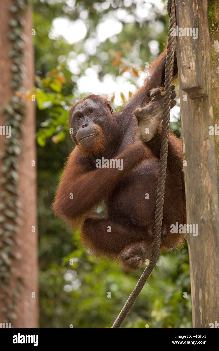 Malaysia Borneo Sabah Sepilok primati giovane maschio Orang utang Pongo pygmaeus Foto Stock