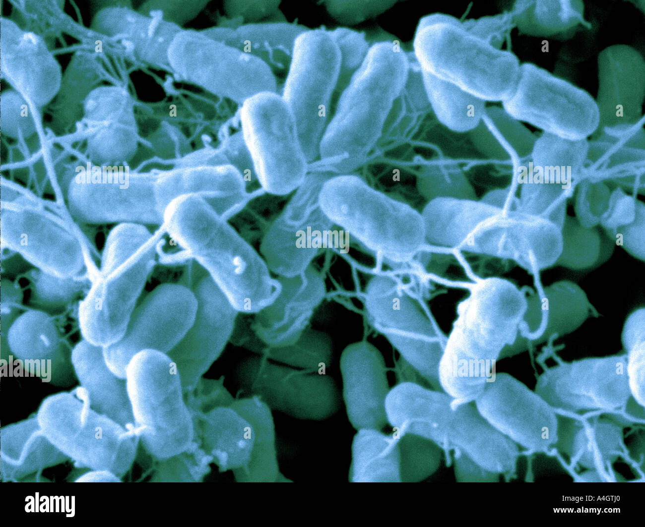 Questo è un colore enhanced scanning electron microfotografia del cibo nato patogeno Salmonella typhimurium Foto Stock
