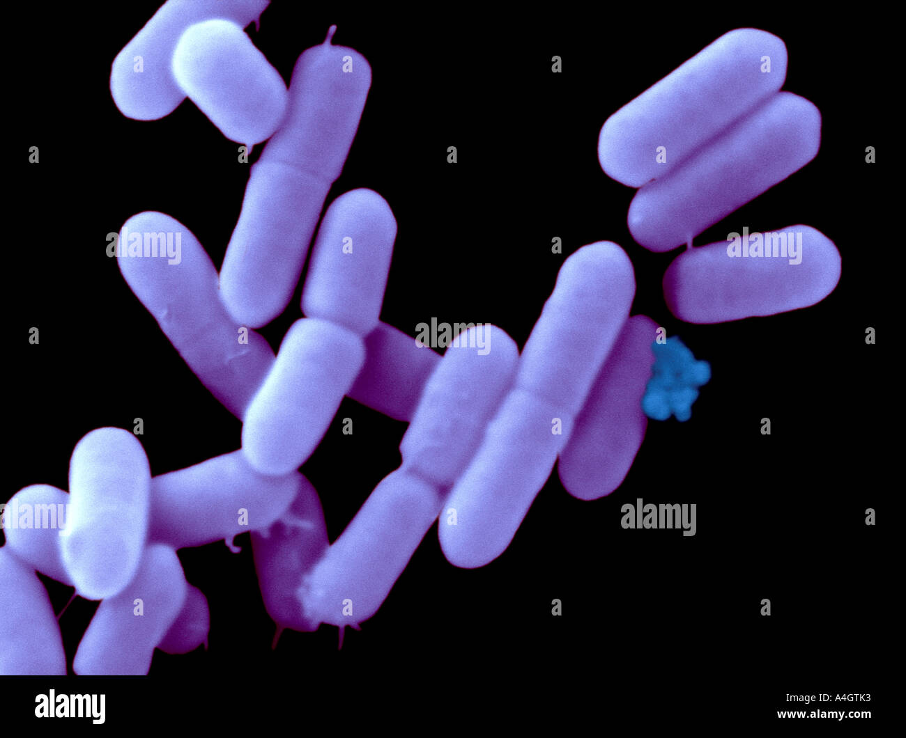 Un falso color scanning electron microfotografia della Listeria monocytogenes, un batterio gram positivo Foto Stock