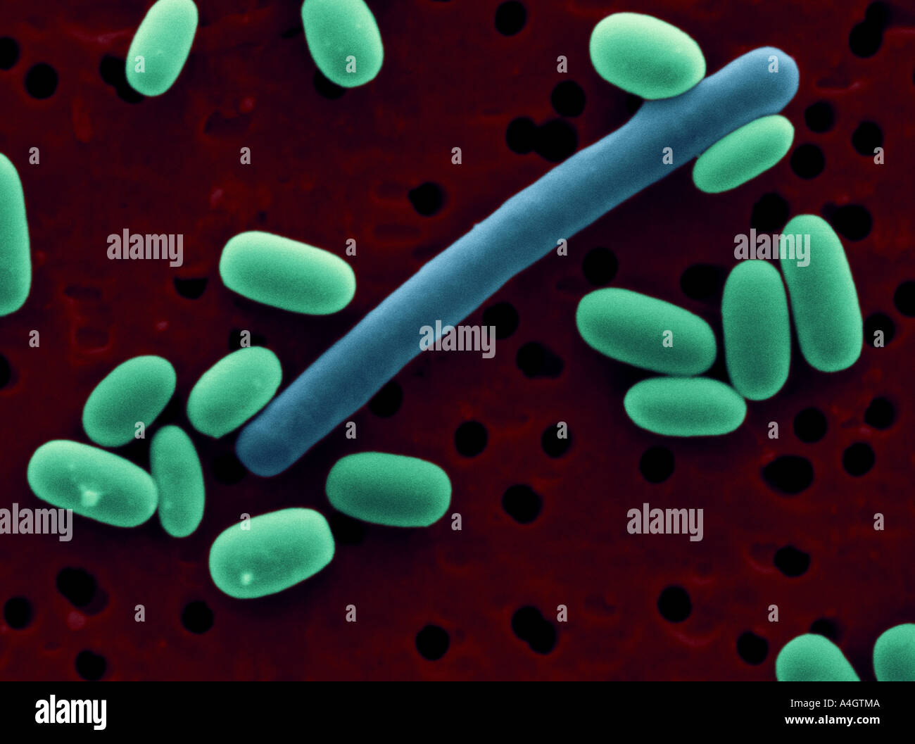 Micrografia al microscopio elettronico a scansione (SEM) di Clostridium difficile (cella lunga in blu) circondato da purificato Clostridium difficile Foto Stock