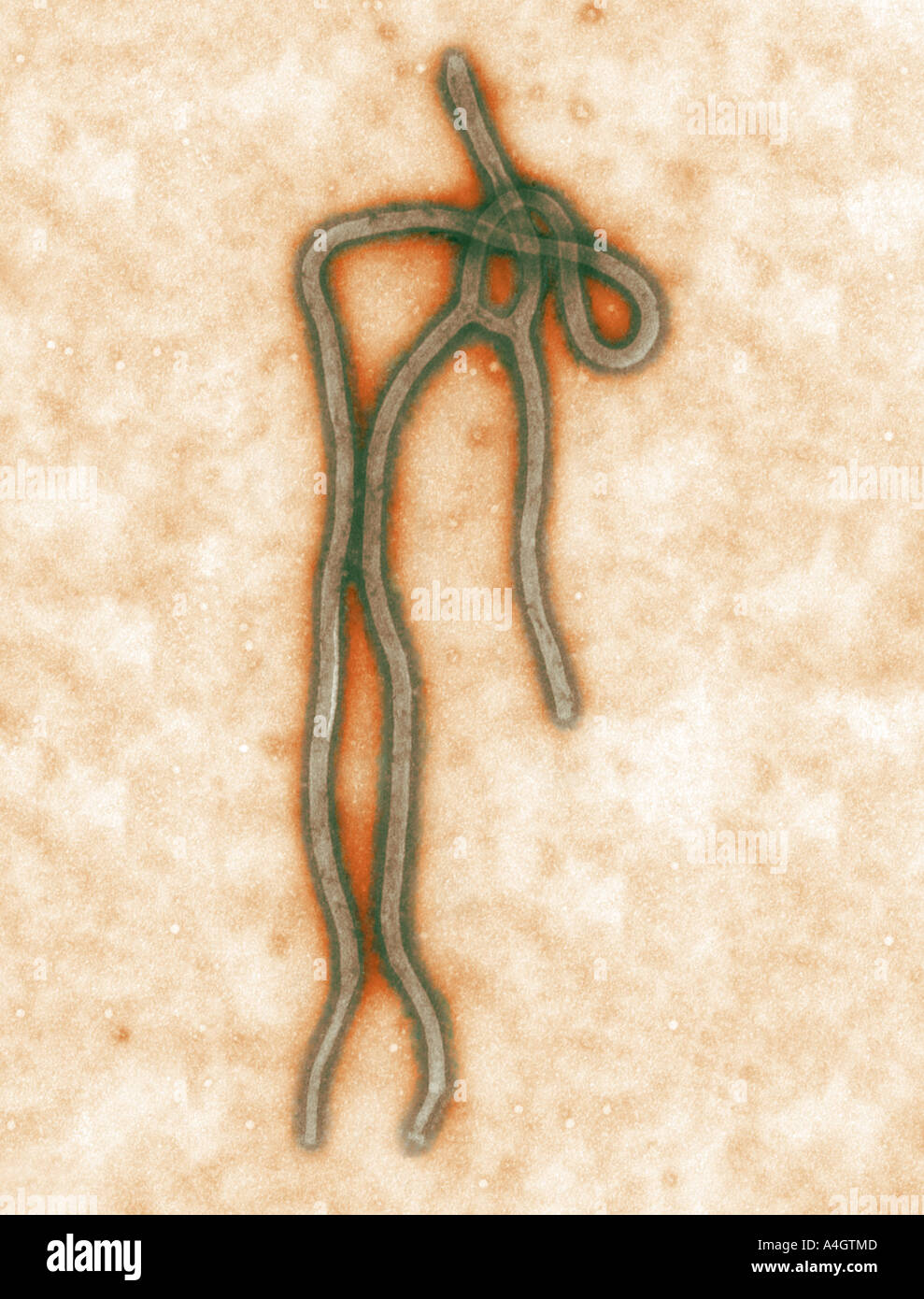 Una micrografia elettronica a trasmissione (TEM) del virus Ebola, la causa del virus di Ebola della febbre emorragica (EHF) Foto Stock