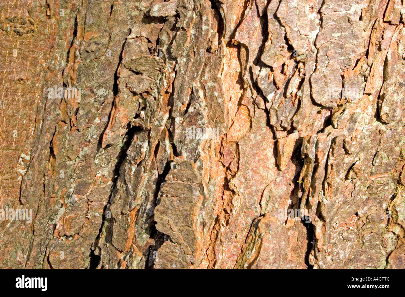 Close up di corteccia di albero. In legno, Ardagh, County Limerick, Irlanda. Foto Stock