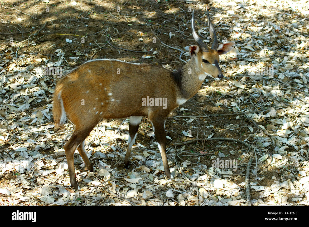 Bushbuck maschio (Tragelaphus Scriptus) Foto Stock