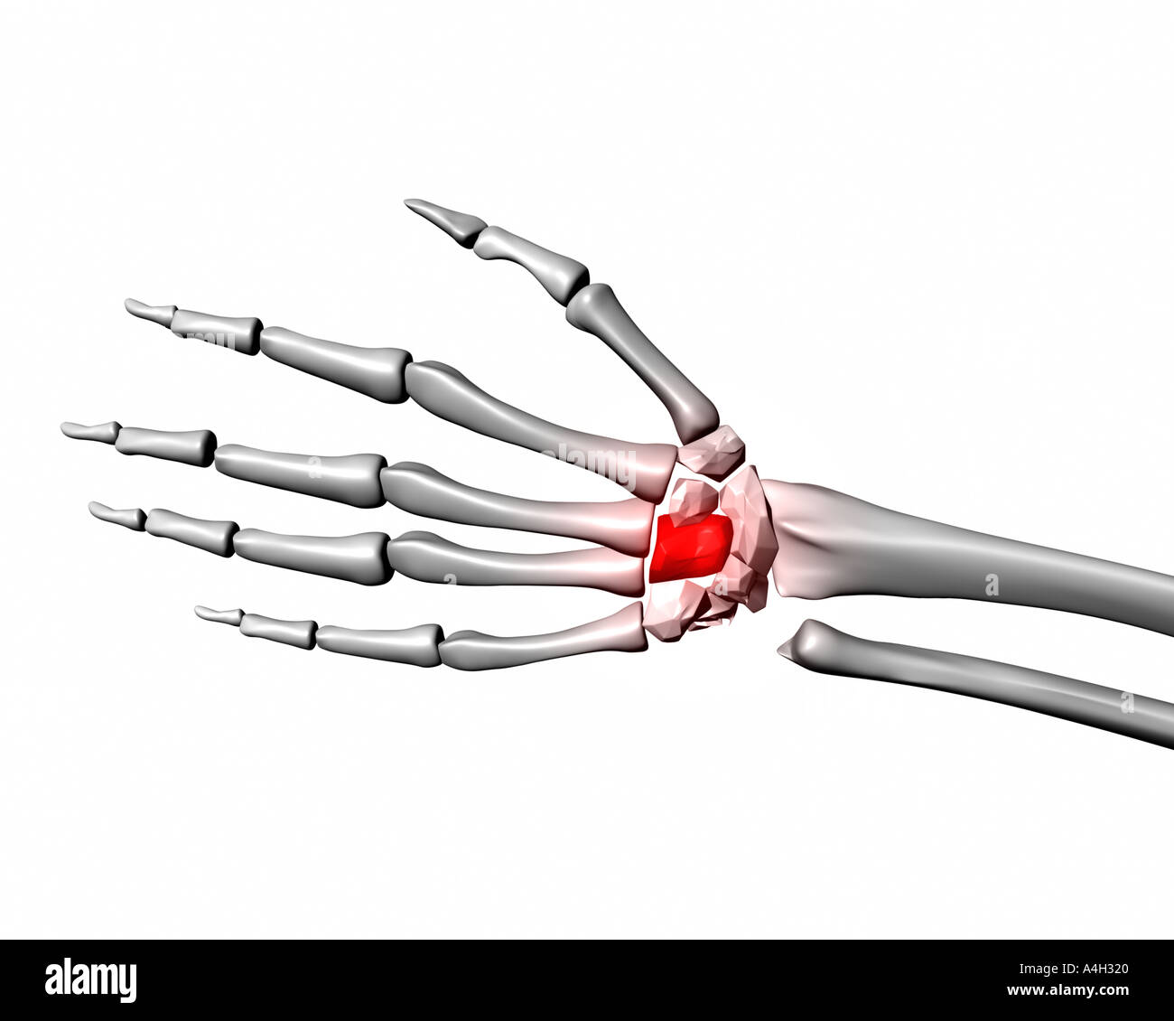 Capitate evidenziata in rosso su scheletro umano mano Foto Stock
