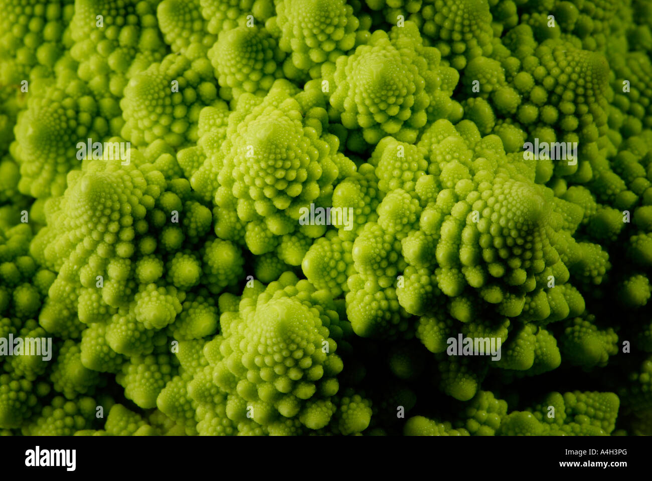 Romanescu in dettaglio (Brassica oleracea) Foto Stock