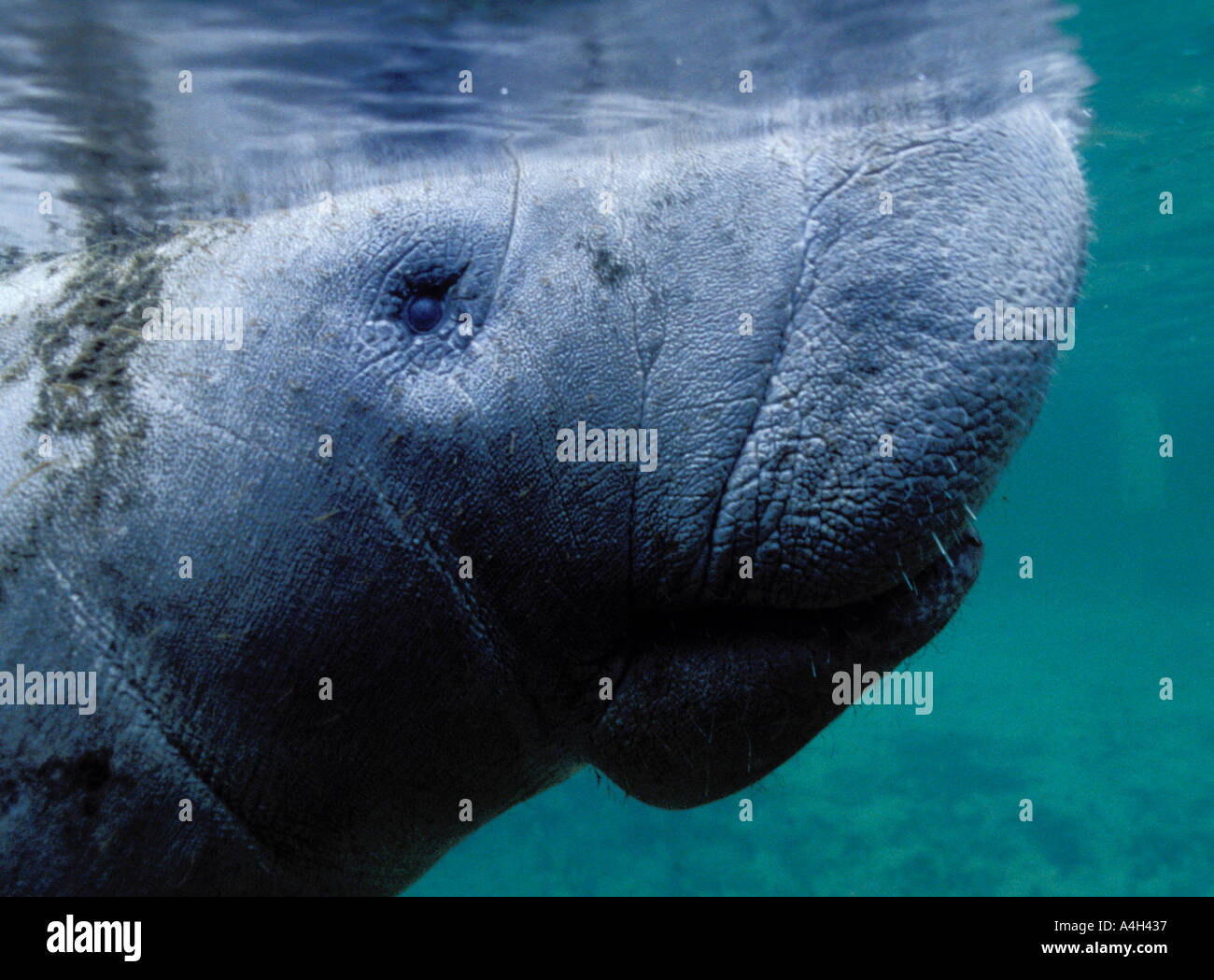 West Indian lamantino Trichechus manatus Florida USA OCEANO ATLANTICO Foto Stock