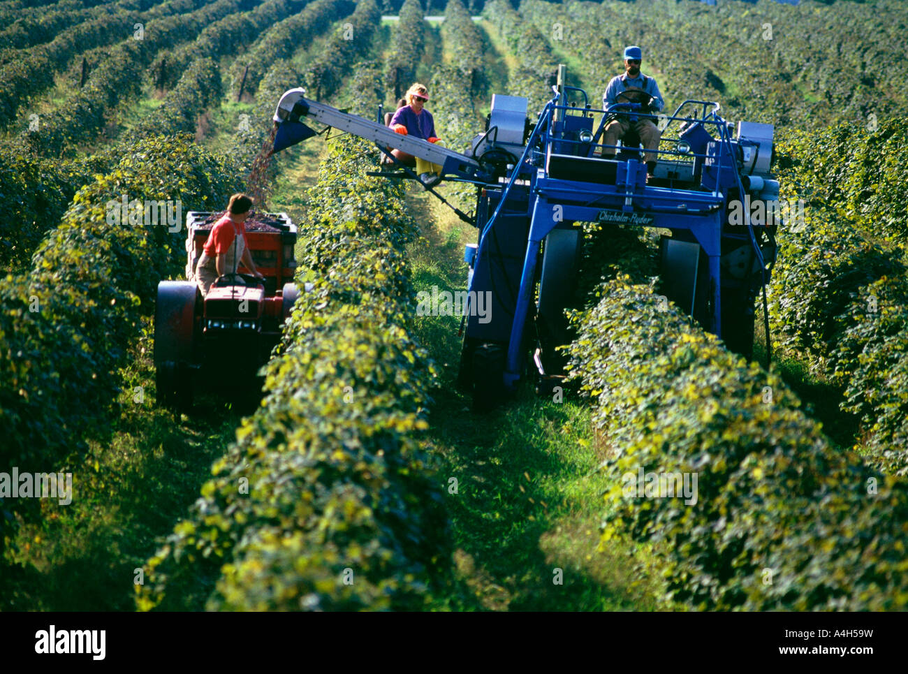 Concord Vendemmia, città del nord-est, Pennsylvania, Stati Uniti d'America, Foto Stock