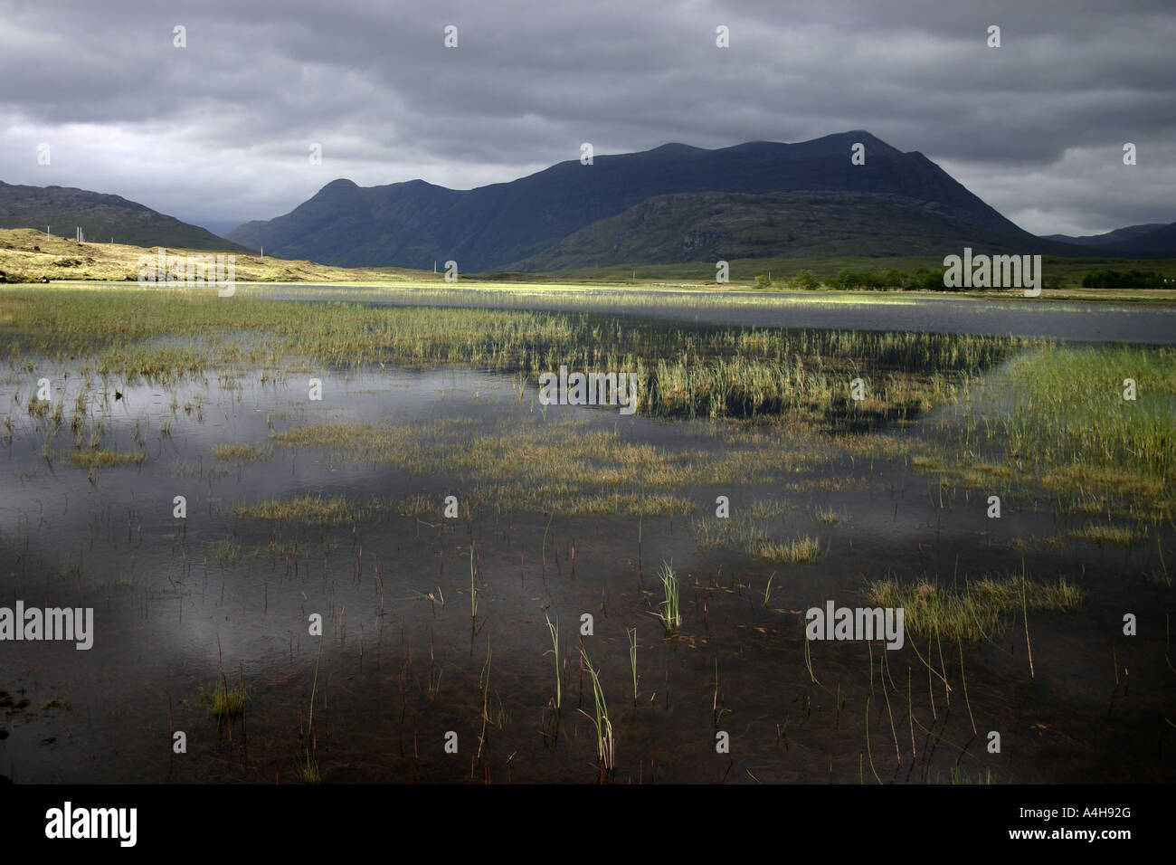 Alberi di luce dorata sul Loch Coultrie con la Corbett Beinn Damh sullo sfondo, Glenscherdaig, Highlands nord-occidentali, Scozia Foto Stock