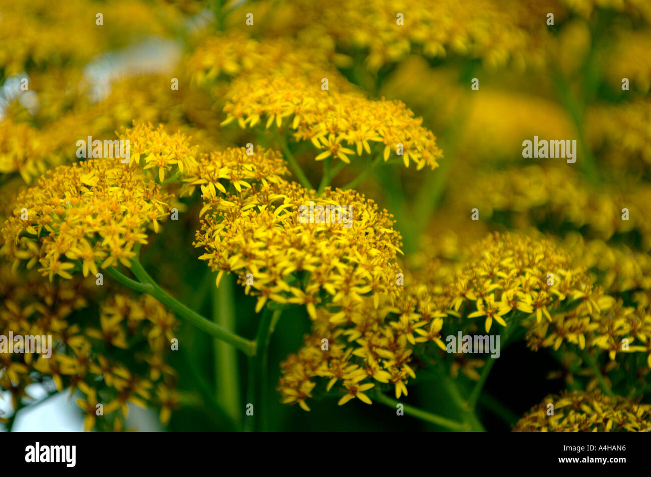 Biblioteca di Huntington e Giardini Botanici, Pasadena CALIFORNIA Foto Stock