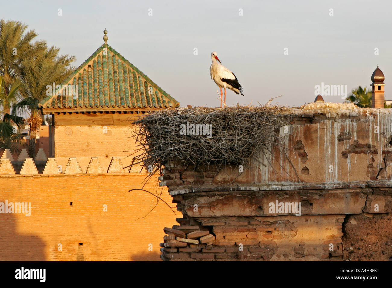 Cicogna bianca, Moschea Kasbah, Marrakech, Marocco Foto Stock